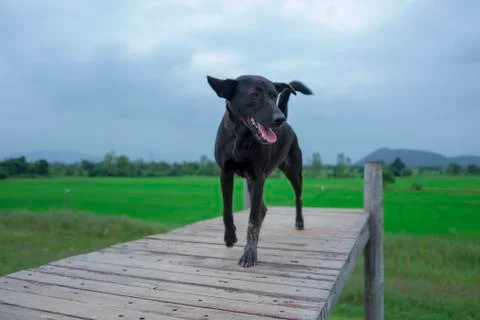 Black dog Stock Photos