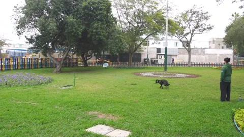A black dog picking up the red ball in a park that its owner threw away 库存影片 154967566