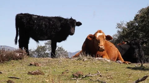 Black dog playing with cows. Stock Footage 86493897