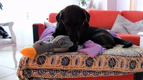 Black dog playing Stock Footage 105906738