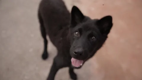 Black dog playing Stock Footage 157477502