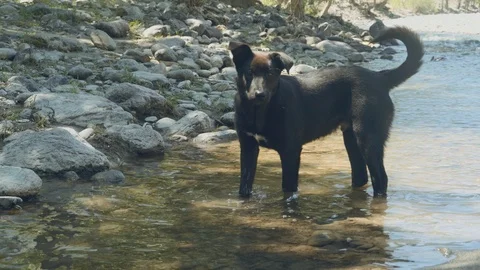 Black dog playing with river Stock Footage 106543373