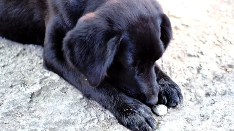 Black dog plays Stock Footage 91918443