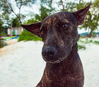 A black dog is posing in front of the camera Stock Photos