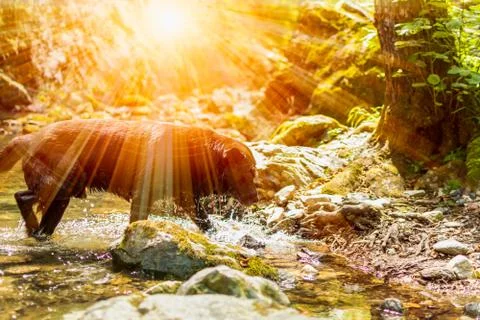Black Dog refreshing itself in a river inside a forest in a hot summer day wi Stock Photos