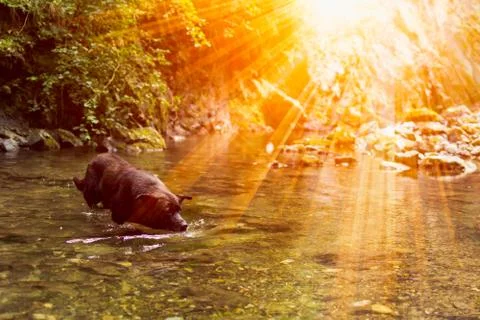 Black Dog refreshing itself in a river inside a forest in a hot summer day wi Stock Photos