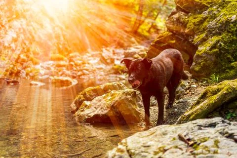 Black Dog refreshing itself in a river inside a forest in a hot summer day wi Stock Photos
