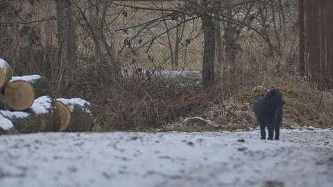 Black Dog on the Road Stock Footage 71033507