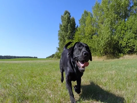 Black dog run fast in the park. Stock Footage 78647053