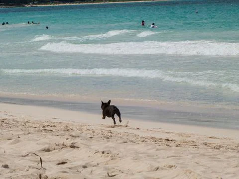 Black Dog Running on the Beach Stock Photos