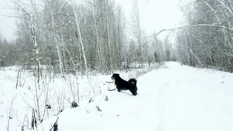 Black dog running. Video stock 146880325