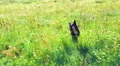Black dog running in grass, slow motion. HD Footage