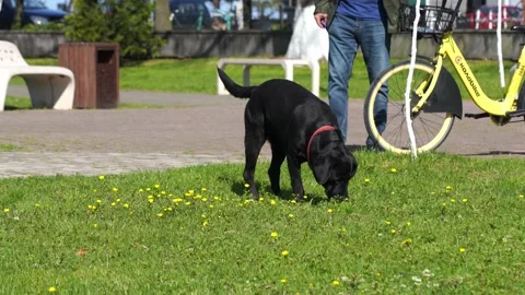 Black dog running in the park Stock Footage 238908992