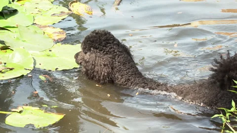 Black dog running on the river Stock Footage 115061467