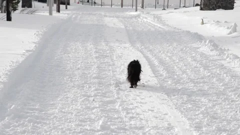 Black dog running on snow Stock Footage 133206889