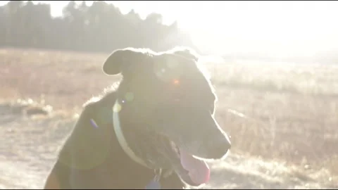 Black Dog Running in the Sun Stock Footage