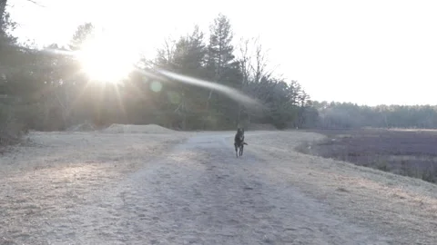 Black dog Running In the Sunset Stock-Footage 142216333