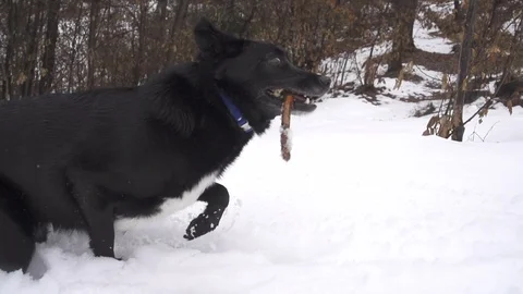 Black Dog Running through High snow in winter forest Video stock 127116459