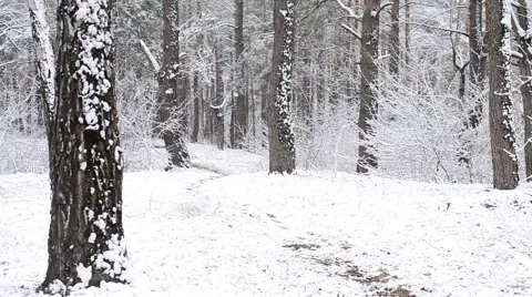 Black dog runs quickly to camera in snowy forest. It is snowing Stock Footage 49685667