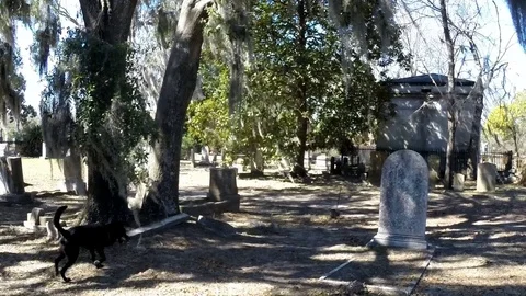 Black dog runs through old cemetery Stock Footage 72907285