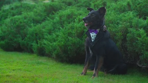 Black dog security in collar tie, passes corgis Stock Footage 134600564