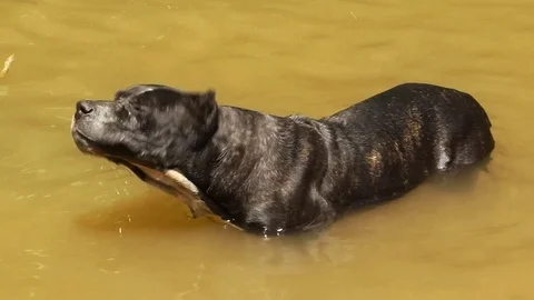 Black Dog Shaking Off The Water In The River Stock Footage 129584655