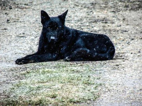 Black dog sits on the ground while it snows Stock Photos