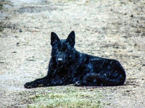 Black dog sits on the ground while it snows Stockfoto's