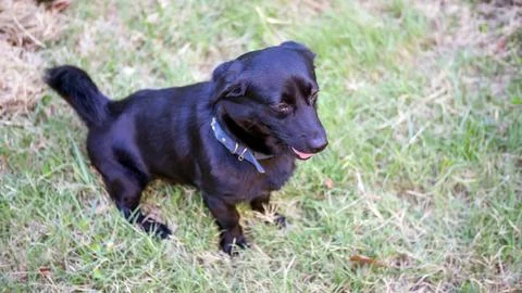 Black dog sitting on a grass. Stock Photos