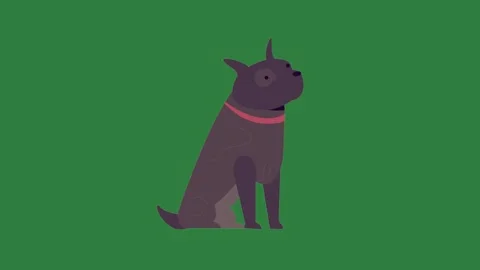 A black dog sitting on green background and green screen animated chromakey Видео 335065343