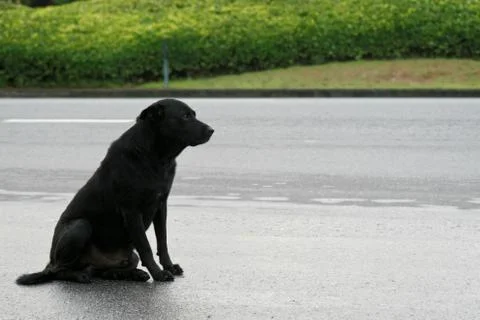 Black dog sitting on the roadside and looking at the road Stock Photos