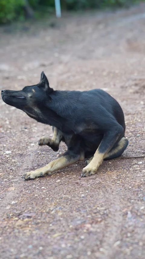 A black dog sitting scratching itself with its hind leg Stock Footage 344706436