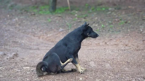 A black dog sitting scratching itself with its hind leg Stock Footage 344706544