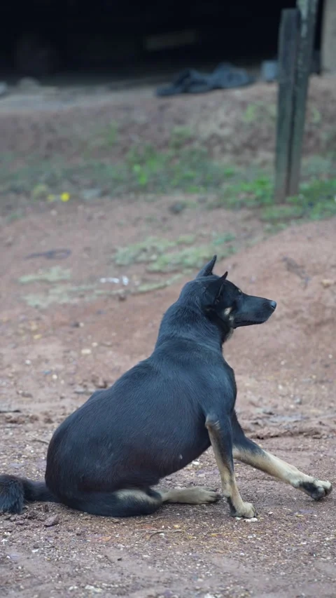 A black dog sitting scratching itself with its hind leg Stock Footage 344706559
