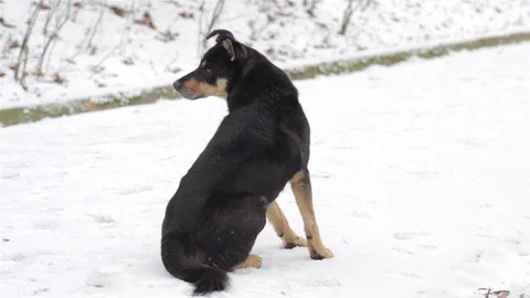 Black dog sitting in the snow Stock Footage 70658694
