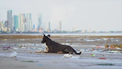 black dog sleeping in Mahim beach in Stock Video Pond5