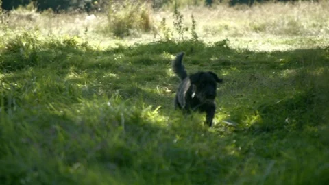 Black dog slow motion Видео 300260428
