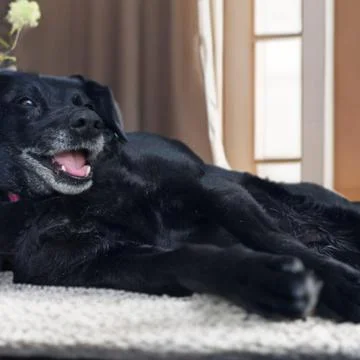 Black dog with smiling expression Stock Photos