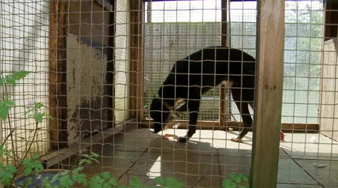 Black Dog Sniffs arund the Floor of its Kennel Stock Footage 54779111