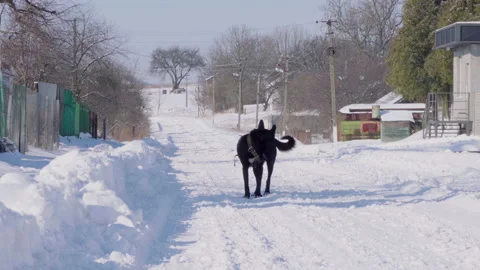 Black dog in the snow Stock Footage 150789162