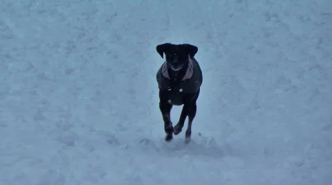 Black Dog in snow run to camera in Berlin park 스톡 동영상 776467
