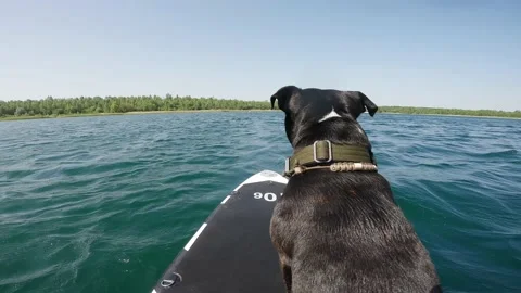 Black Dog on the stand up paddle board on a blue lake Stock Footage 201620843