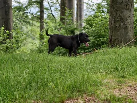 Black dog standing in forest clearing Stock Photos