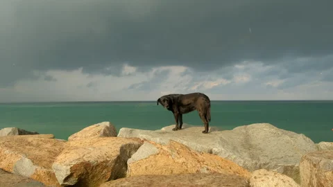 Black dog standing on rocks observing ocean under cloudy sky in rainy day. Stock Footage 312928931