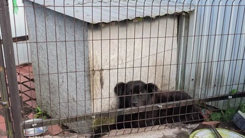 Black dog stands behind wire kennel with mouth open and tongue visible Video stock 343516333
