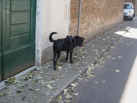 A black dog stands on a cobbled path next to a weathered brick wall and a g.. Stock Photos