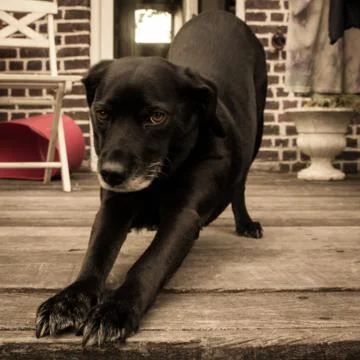 Black dog stretching Stock Photos