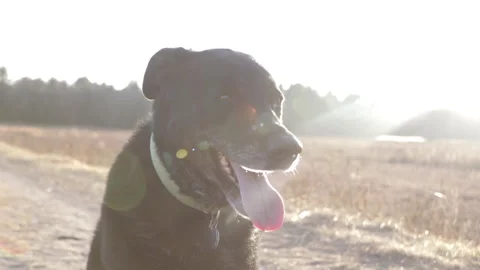 Black Dog in the Sun Stock-Footage 142169344
