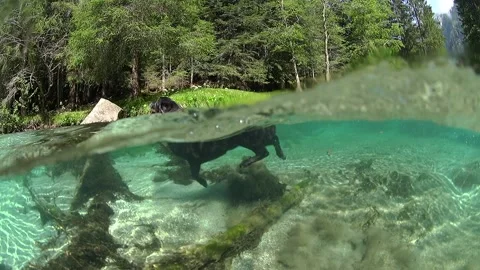 Black dog swimming in front of the camera in a transparent wild creek Stockbeeldmateriaal 135074342
