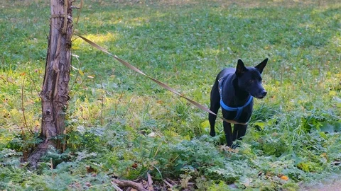 The black dog is tied to a tree. Stockbeeldmateriaal 120724812